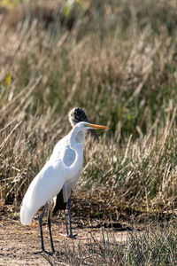 Two birds, foraging wood stork mycteria americana and great white egret ardea alba in a marsh