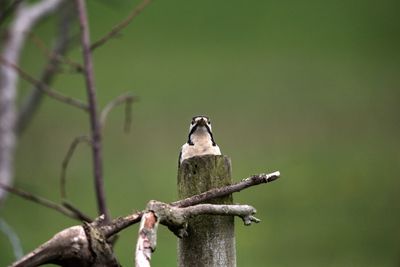 Low angle view of bird perching on a tree