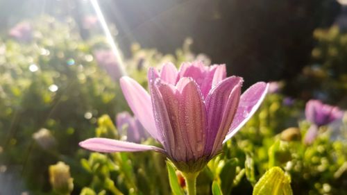 Close-up of flower blooming outdoors