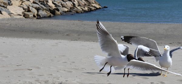 Seagulls flying over beach