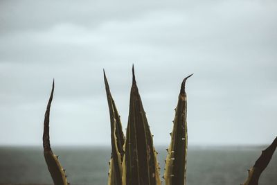 Close-up of plants against sea