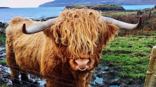 Cow standing by plants against sky