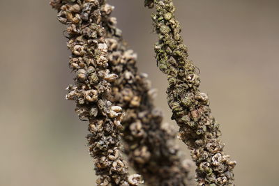 Detail shot of plants against blurred background