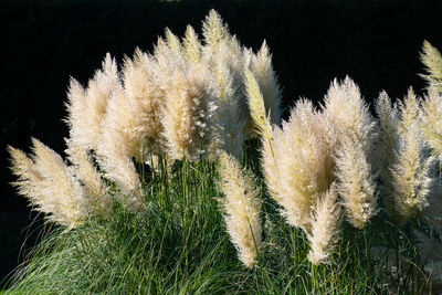 Close-up of white flower on field