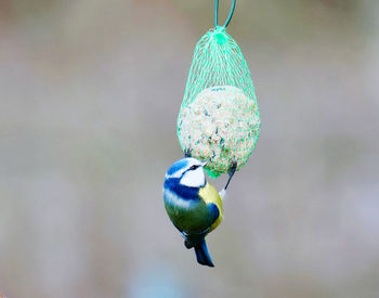 Close-up of bird feeder