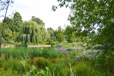 Scenic view of lake by trees against sky