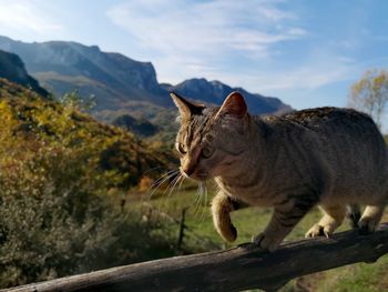 Cat looking away on mountain against sky