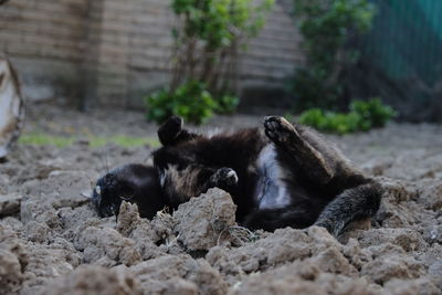 Monkey resting in a zoo