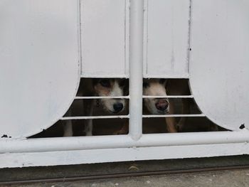 Portrait of dog peeking through window