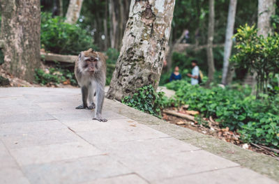View of a monkey coming towards the camera 