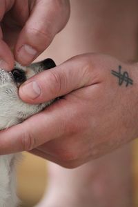 Cropped hands holding paw of dog