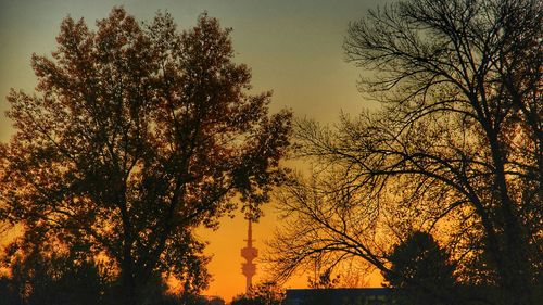 Silhouette of trees at sunset