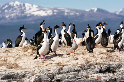 Flock of birds on shore against sky