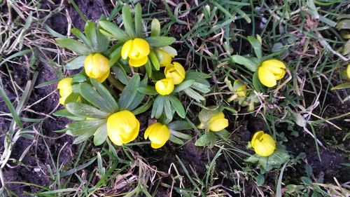 High angle view of yellow crocus blooming on field