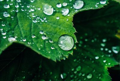 Close-up of water drops on leaf