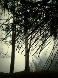 Bare trees against sky