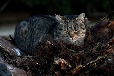 Close-up portrait of a cat