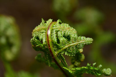 Close-up of fern plant