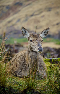 Portrait of giraffe on field