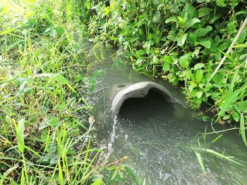 Scenic view of river flowing amidst plants in forest