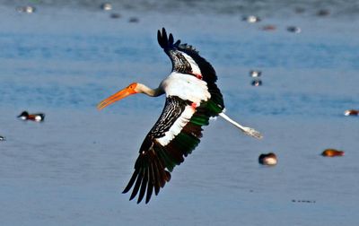 Bird in water