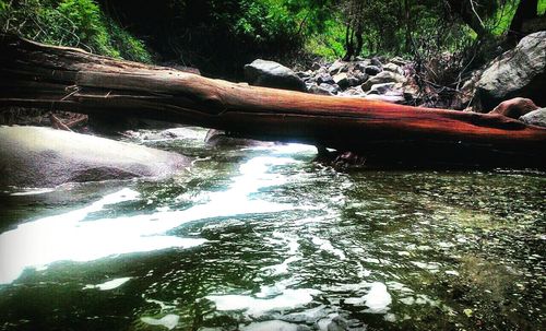 Stream flowing through forest