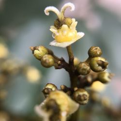 Close-up of plant against blurred background