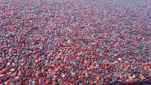 Full frame shot of red leaves