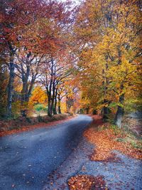 Road amidst trees in forest during autumn