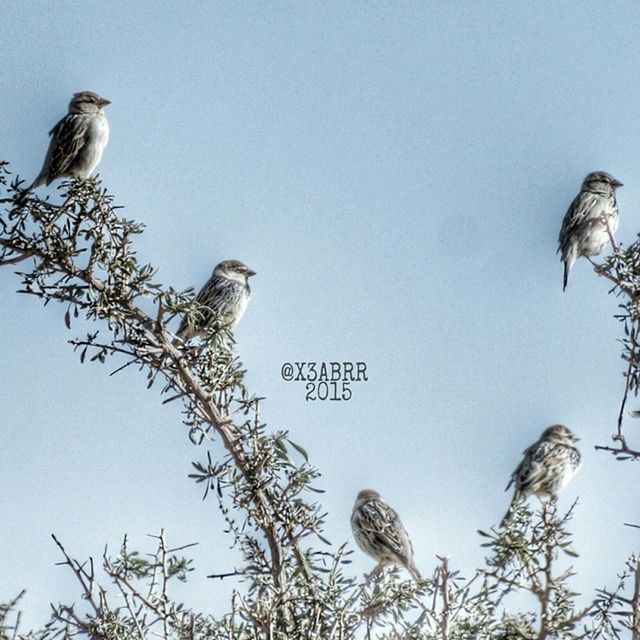 animal themes, animals in the wild, bird, wildlife, low angle view, clear sky, flying, spread wings, one animal, perching, tree, copy space, nature, pigeon, day, three animals, outdoors, no people, two animals