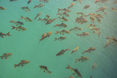 Flock of fish swimming in sea