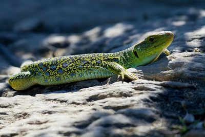 Close-up of lizard on rock