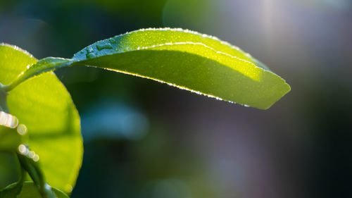 Close-up of fresh green leaves