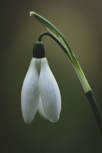 Close-up of flower over black background