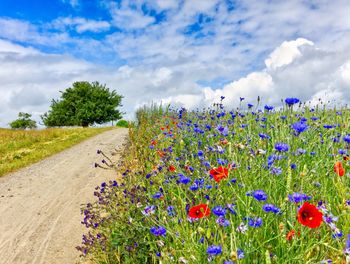 View of flowering plants growing on land against sky