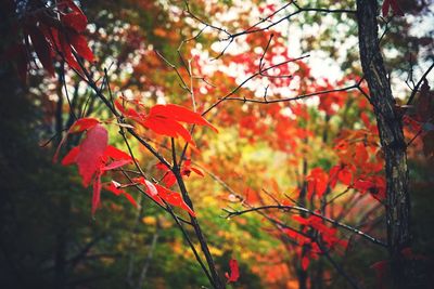 Close-up of red leaves on branch