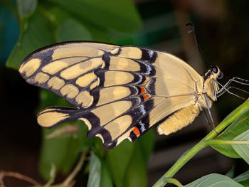 Close-up of butterfly on leaf