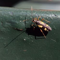 Close-up of insect on wall