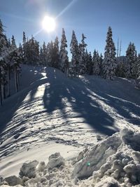 Trees on snow covered field against sky