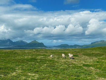 Sheep in a field with mountains and ocean 