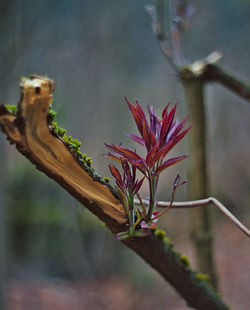 Close-up of red flowering plant