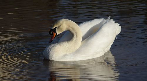 Swan swimming in lake