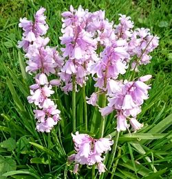 Close-up of pink flowers blooming in field