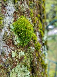 Close-up of moss growing on tree trunk