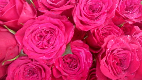 Close-up of pink rose