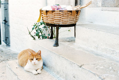 Portrait of ginger cat sitting in basket