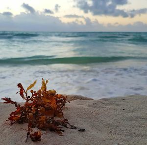 Close-up of lizard on beach against sky