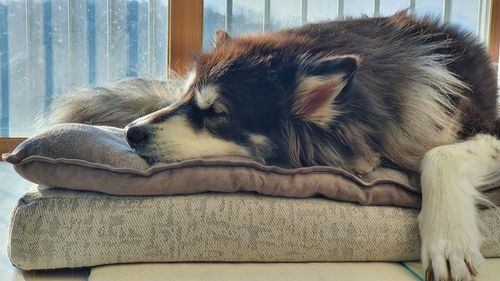 Dog sleeping on sofa at home