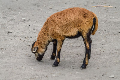 Side view of a horse on field