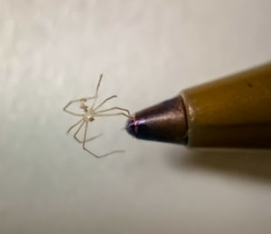 Close-up of insect on table against white background